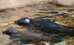 海洋公园海豚海洋奇遇表演连拍